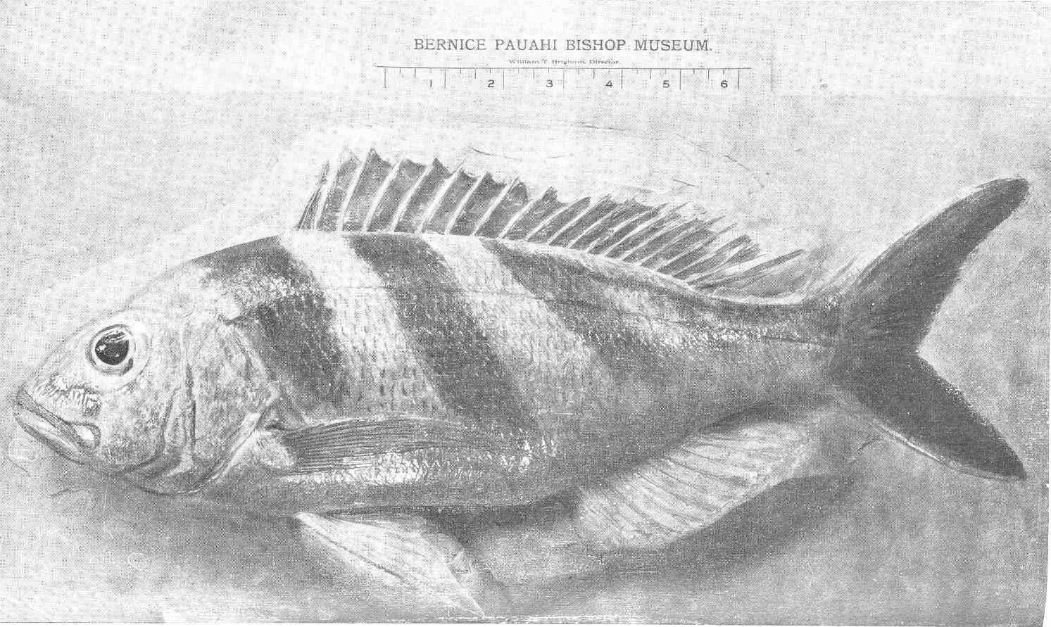 Image of Banded flower snapper