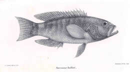 Imagem de Serranus