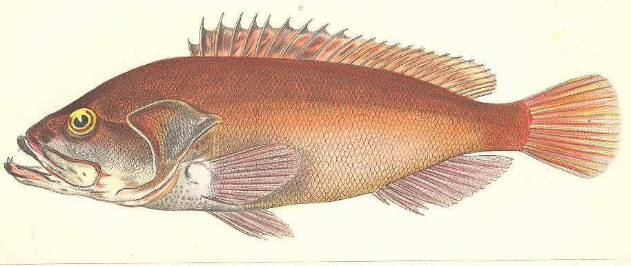 Image of Banded Reed Cod