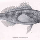 Imagem de Serranus sanctaehelenae Boulenger 1895