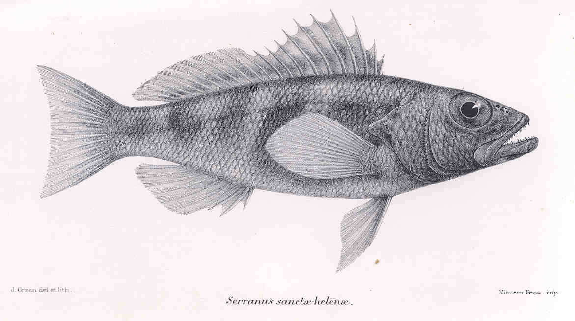 Image of Dwarf sea bass