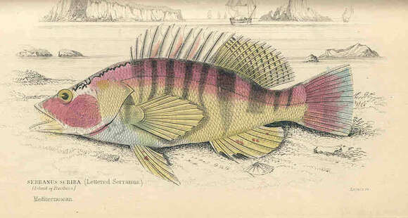 Image of Dwarf sea bass