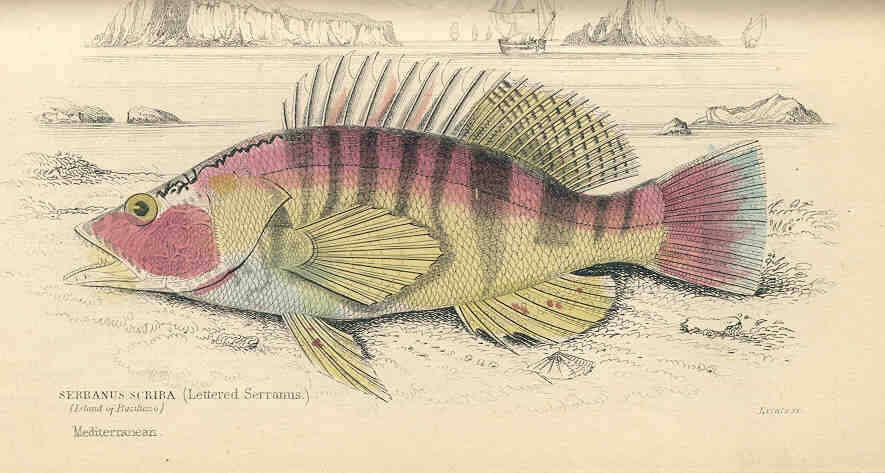 Image de Serranus