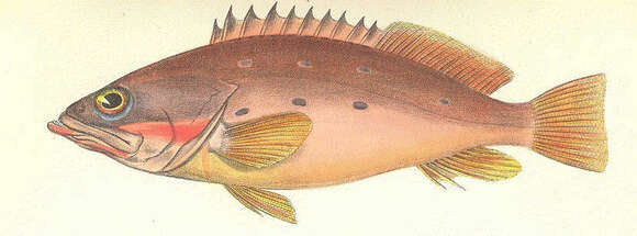 Image of Dwarf sea bass