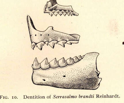 Image of Serrasalmus