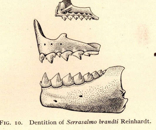Image of Serrasalmidae