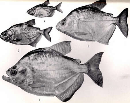 Image of Serrasalmus