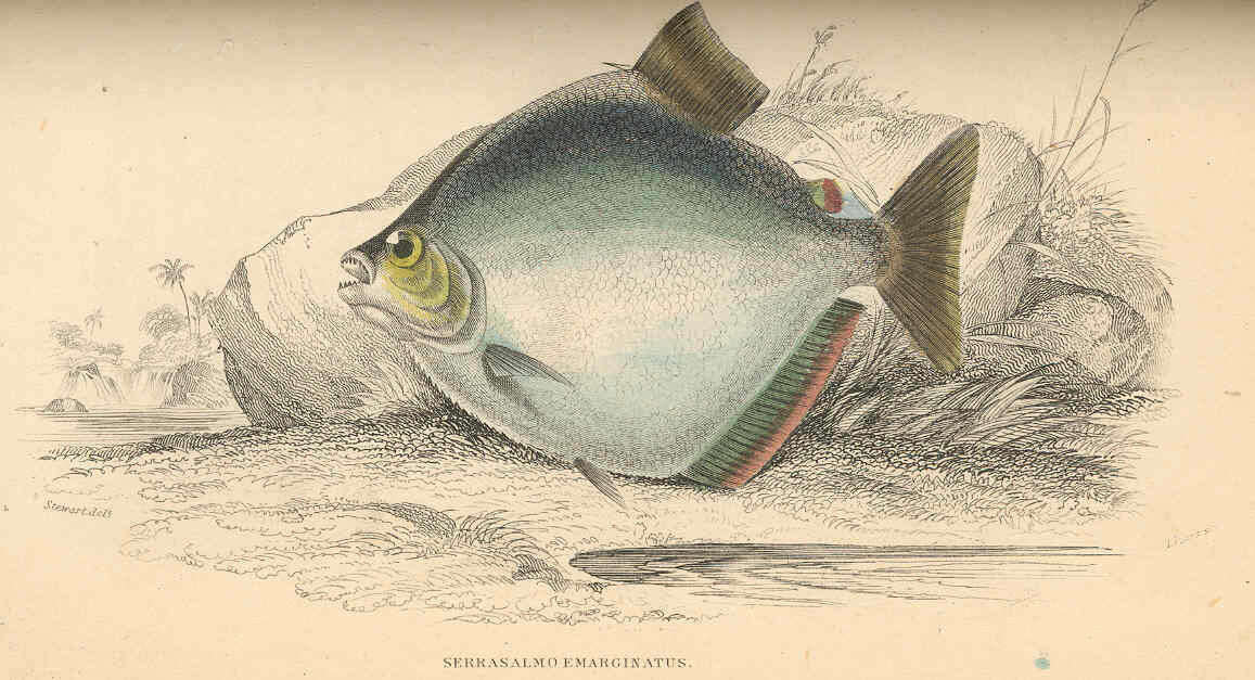 Image of Serrasalmidae