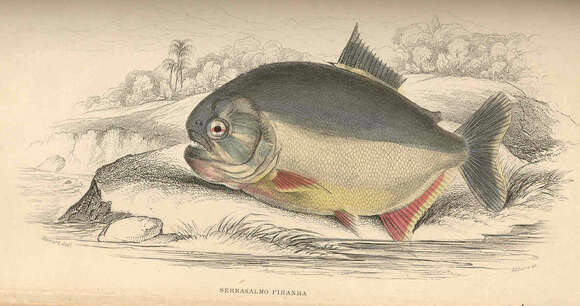 Image of Pygocentrus