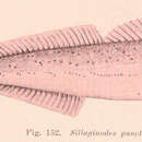 Sivun Sillaginodes punctatus (Cuvier 1829) kuva