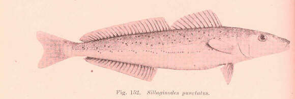 Image of Sillaginodes
