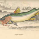 Image of Gillbacker sea catfish