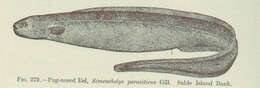 Image of cutthroat eels