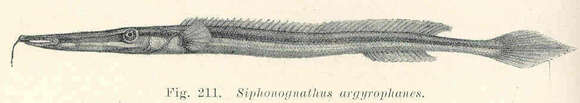 Слика од Siphonognathus argyrophanes Richardson 1858