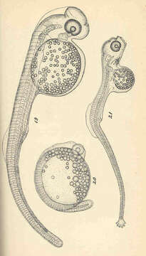 Sivun Siphostoma kuva