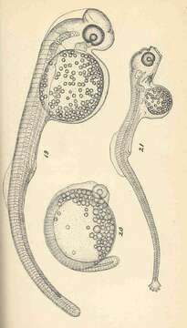 Image of Siphostoma