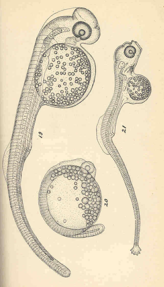 Image de Siphostoma