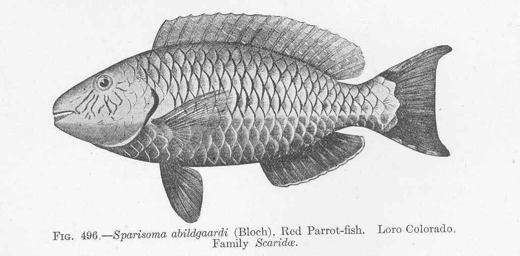 Image of Sparisoma