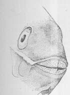 Image of Sparisoma