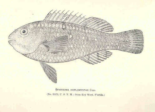 Image of Sparisoma