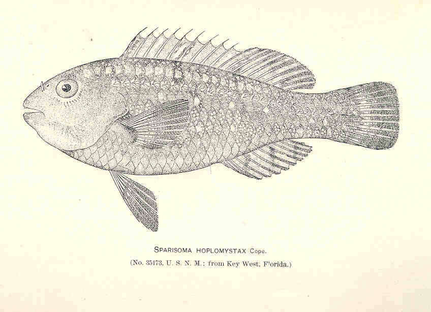 Image of Sparisoma