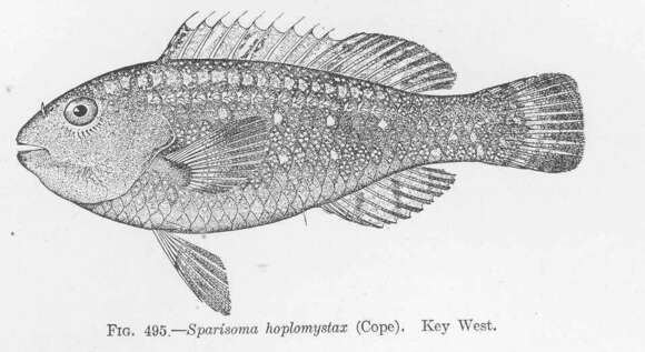 Image of Sparisoma