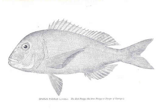 Image of Common Sea Bream