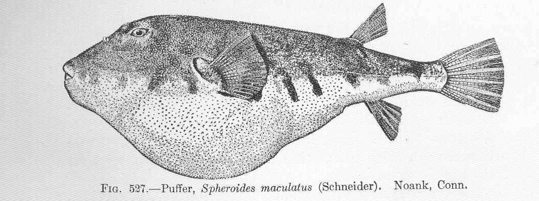 Image of Sphoeroides