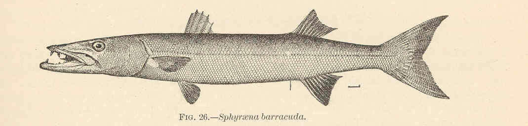 Imagem de Sphyraenidae