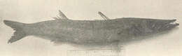 Image of barracudas