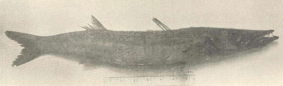 Image of barracudas