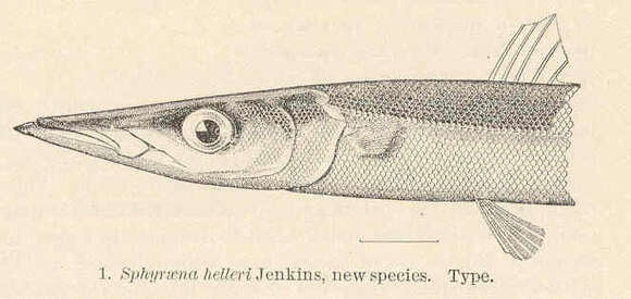 Image of Heller&#39;s barracuda