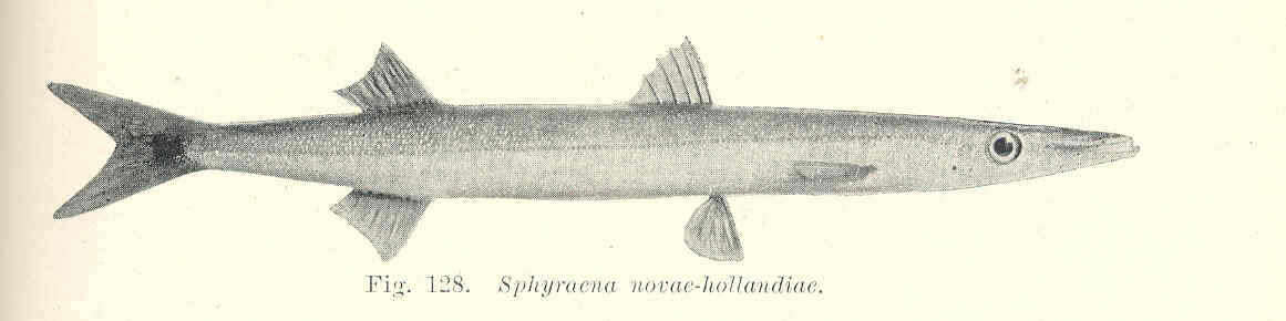 Image of barracudas