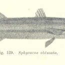 Plancia ëd Sphyraena obtusata Cuvier 1829