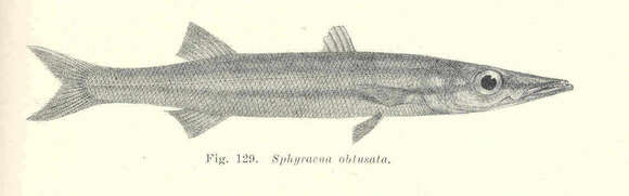 Image of Sphyraena