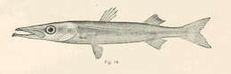 Image of barracudas