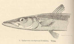 Image of barracudas