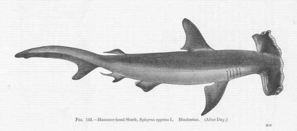 Image of Hammerhead shark