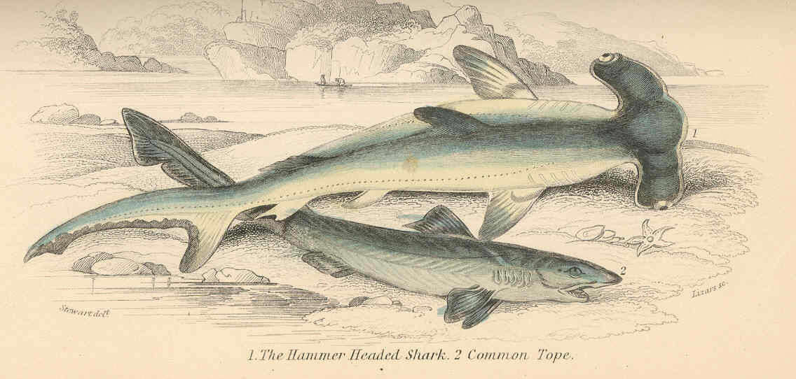 Image of Hammerhead shark