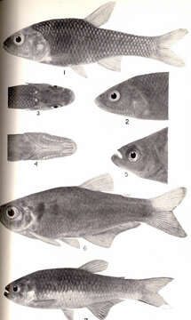 Image of tetras