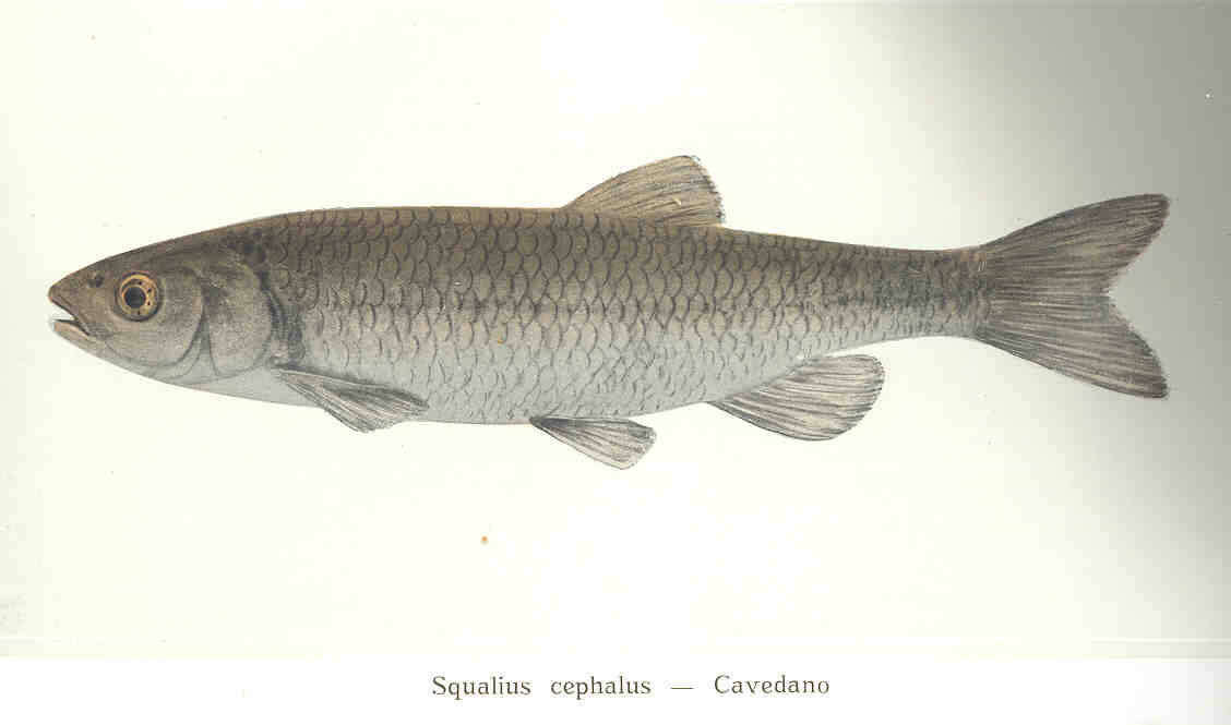 Image of Squalius