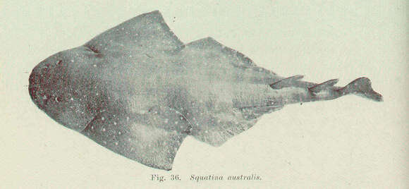 Image of Squatina