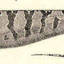 Image of Steatogenys elegans (Steindachner 1880)