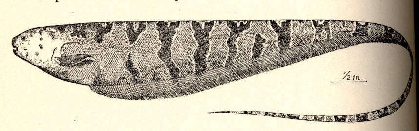 Image of Hypopomidae