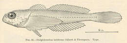 Image of Oligocottus