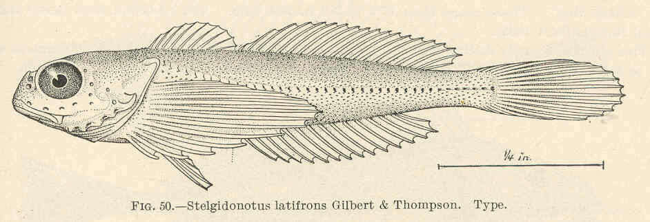 Image of Oligocottus