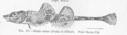 Image of Agonopsis