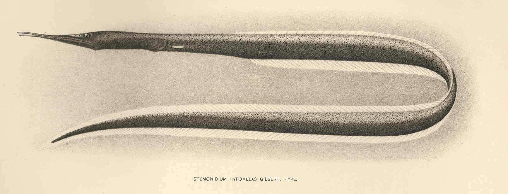Image of sawtooth eels