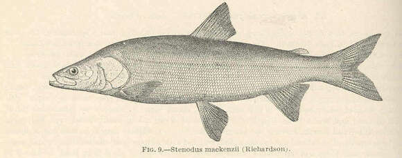 Image of Stenodus