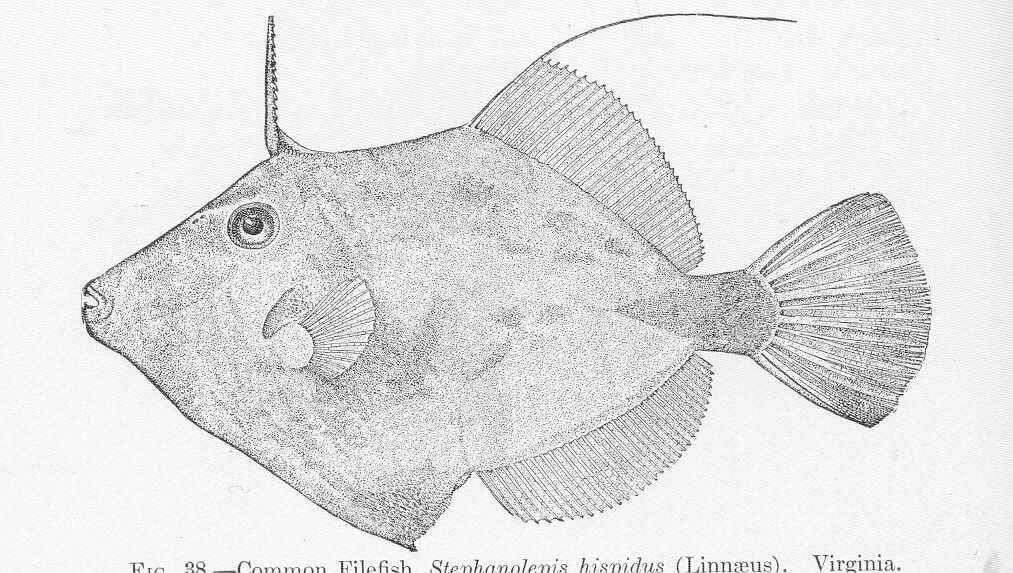 Image of Stephanolepis